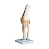 Alimed, Inc Functional Knee Joint Model Anatomical Each - 73888