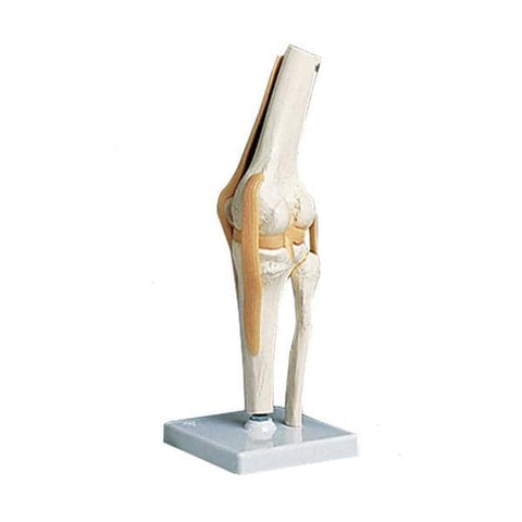 Alimed, Inc Functional Knee Joint Model Anatomical Each - 73888