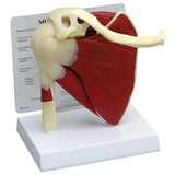 Alimed, Inc Muscled Shoulder Model Anatomical GPI Anatomicals Each - 70812