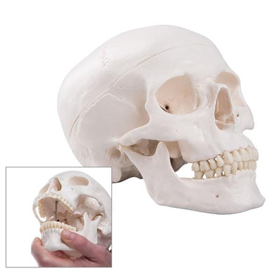 Wolters Kluwer Health Inc Classic Human Skull Model Anatomical Each - A20