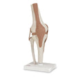Nasco Healthcare, Inc Functional Knee Joint Model Anatomical Each - SB41404