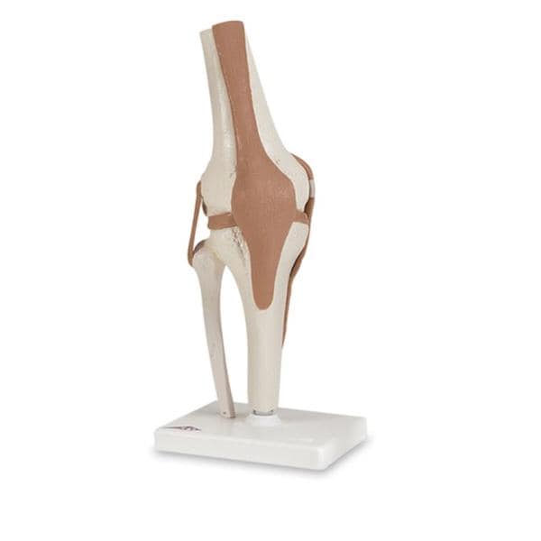 Nasco Healthcare, Inc Functional Knee Joint Model Anatomical Each - SB41404