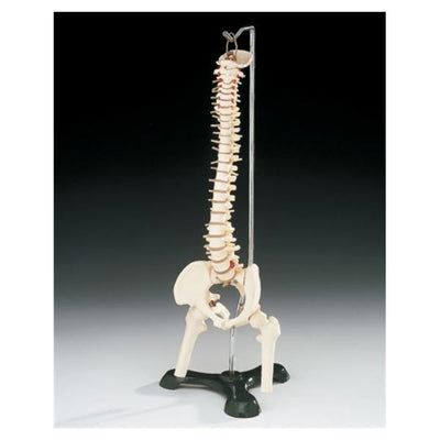 Wolters Kluwer Health Inc Flexible Desk-Size Vertebral Column Model Anatomical Adult Each - CS85X