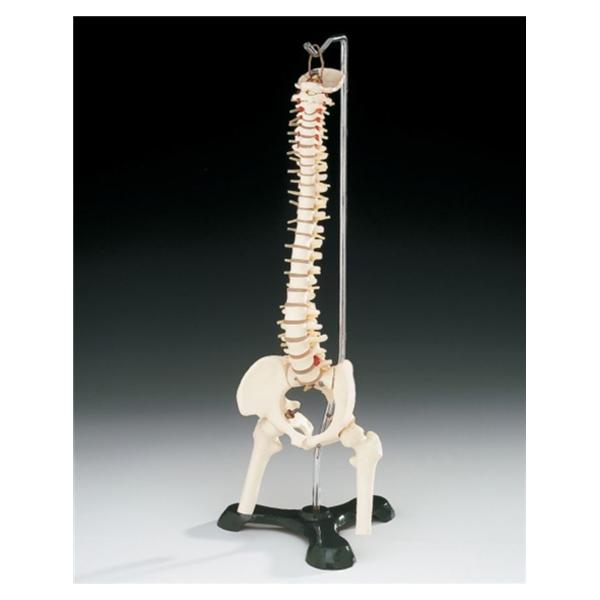Wolters Kluwer Health Inc Flexible Desk-Size Vertebral Column Model Anatomical Adult Each - CS85X