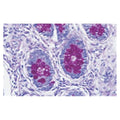Richard Alcian Blue Stain Kit Blue Each - Allan Scientific - 87023