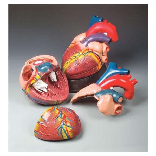 Wolters Kluwer Health Inc Jumbo Heart Model Anatomical Budget Adult Each - CH3