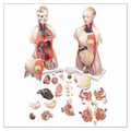 Wolters Kluwer Health Inc Functional Francis Torso Model Anatomical Budget Male/Female Each - CMT32