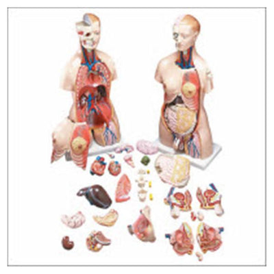 Wolters Kluwer Health Inc Functional Francis Torso Model Anatomical Budget Male/Female Each - CMT32