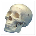 Wolters Kluwer Health Inc Numbered Human Skull Model Anatomical SOMSO Modelle Each - QS7/1