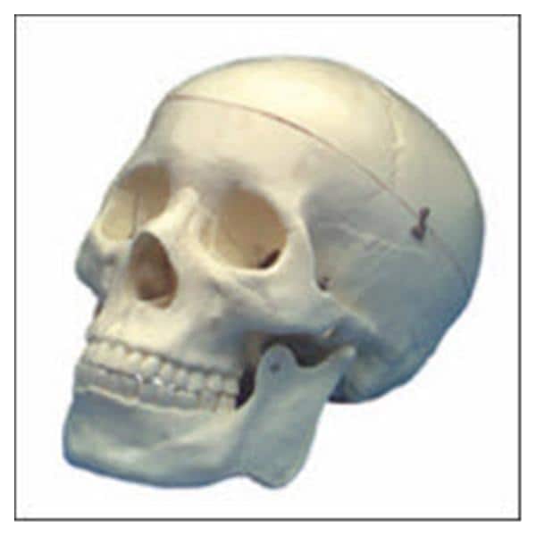 Wolters Kluwer Health Inc Numbered Human Skull Model Anatomical SOMSO Modelle Each - QS7/1
