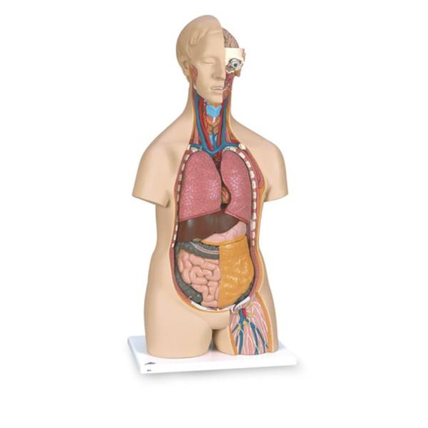 Nasco Healthcare, Inc Model Anatomical Classic 3B Scientific Unisex Adult Each - SB41420