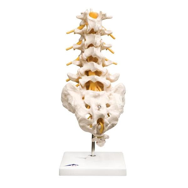 Wolters Kluwer Health Inc Lumbar Vertebral Column Model Anatomical Adult Each - A74