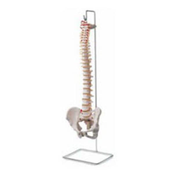 Patterson Med(Sammons Preston) Vertebral Column Model Anatomical Eachch - A783127
