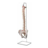 Patterson Med(Sammons Preston) Vertebral Column Model Anatomical Eachch - A783127