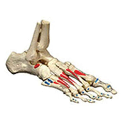 Osta International Painted Foot Model Anatomical Right Adult Each - OS31P