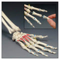 Osta International Painted Hand Model Anatomical Right Adult Each - OS32P