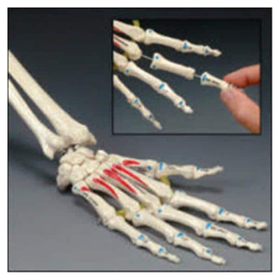 Osta International Painted Hand Model Anatomical Right Adult Each - OS32P