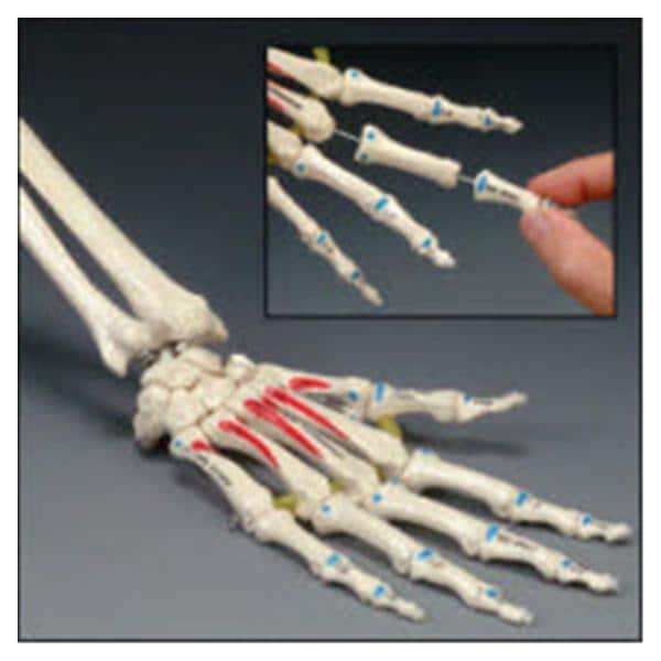 Osta International Painted Hand Model Anatomical Right Adult Each - OS32P