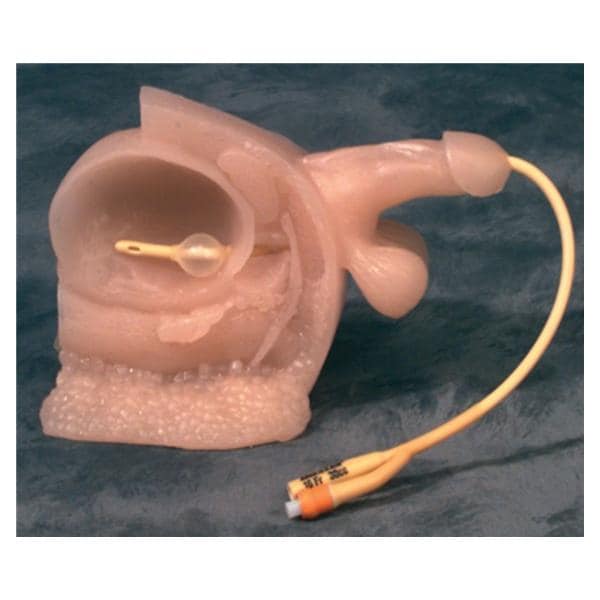 Wolters Kluwer Health Inc Model Catheterization Male Adult Each - A26104