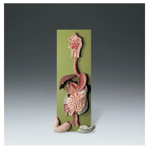 Wolters Kluwer Health Inc Human Digestive Tract Model Anatomical Adult Each - JS22