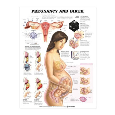 WRS Group, Ltd. Uterus Model Set Anatomical Adult Each - HE27007