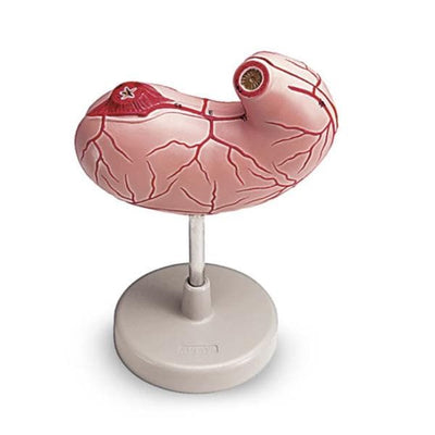 Nasco Healthcare, Inc Stomach Model Anatomical Life-Size Each - LA00204