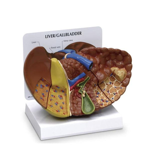 Nasco Healthcare, Inc Liver Model Anatomical Full-Size Each - SB46336