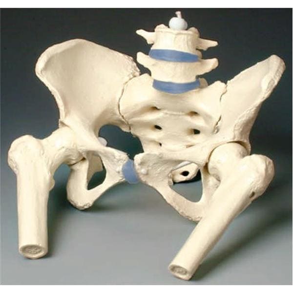 Wolters Kluwer Health Inc Pelvis Model Anatomical Female Adult Each - Z4058F