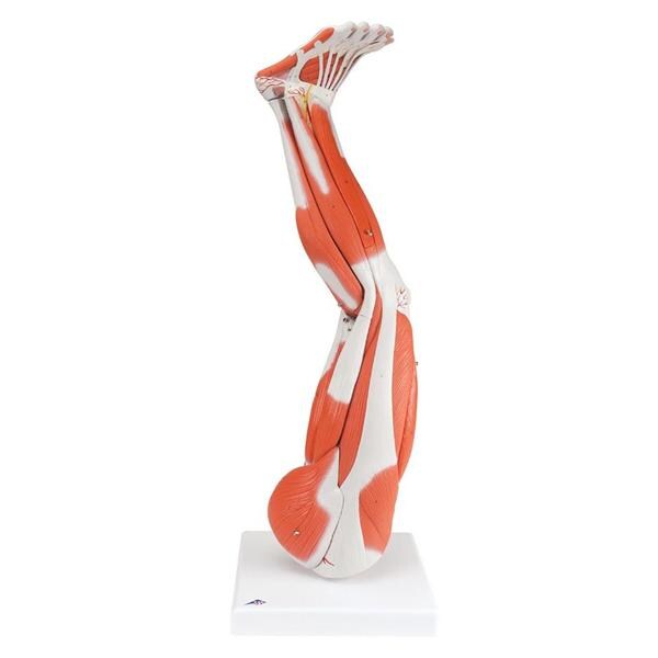 Wolters Kluwer Health Inc Muscles of the Leg Model Anatomical Left Adult Each - M20