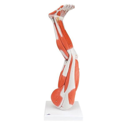 Wolters Kluwer Health Inc Muscles of the Leg Model Anatomical Left Adult Each - M20