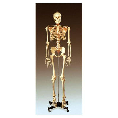 Wolters Kluwer Health Inc Stand Model Buddy Bucket Skeleton Each - CH10STANDN