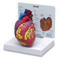 Nasco Healthcare, Inc Heart Model Anatomical Each - SB32595