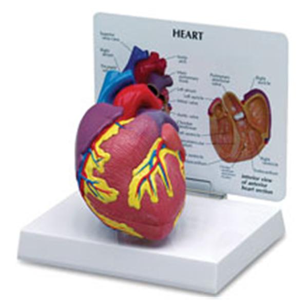Nasco Healthcare, Inc Heart Model Anatomical Each - SB32595