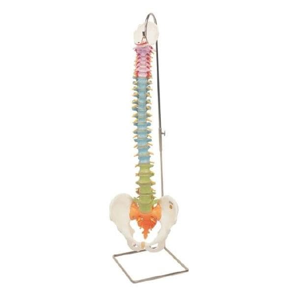 Wolters Kluwer Health Inc Didactic Flexible Spine Model Anatomical Each - A58/9