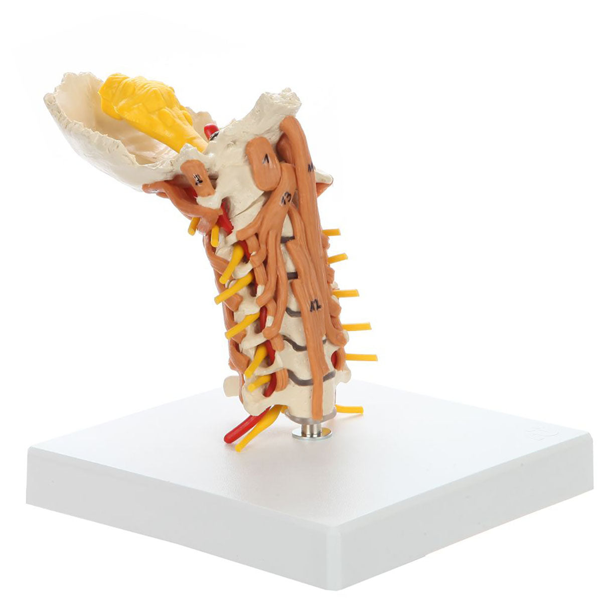 Rudiger Anatomie Cervical Spine with Muscles - FE-12-4481