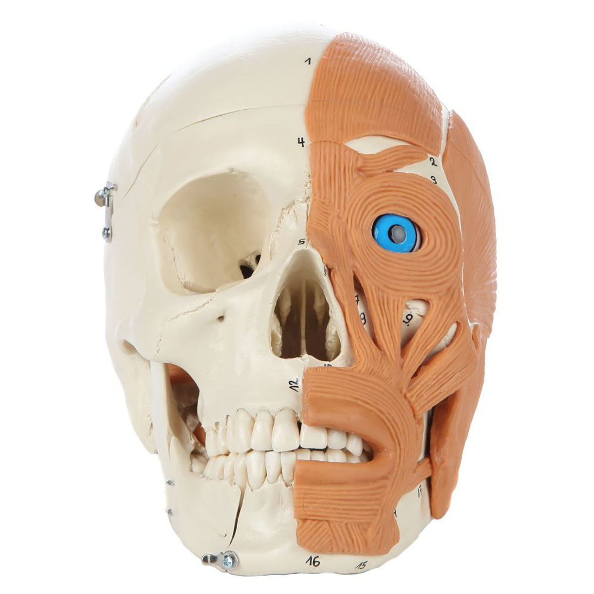 Rudiger Anatomie 4-Part Human Skull with Facial Musculature - FE-12-4482
