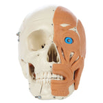 Rudiger Anatomie 4-Part Human Skull with Facial Musculature - FE-12-4482