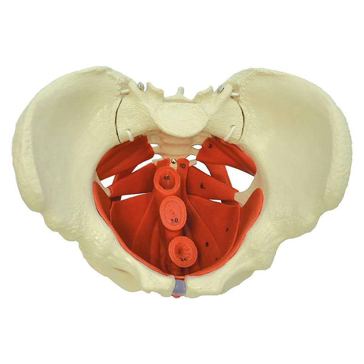Rudiger Anatomie Female Pelvis with Pelvic Floor Muscles - FE-12-4485