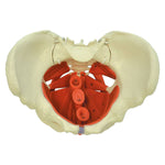 Rudiger Anatomie Female Pelvis with Pelvic Floor Muscles - FE-12-4485