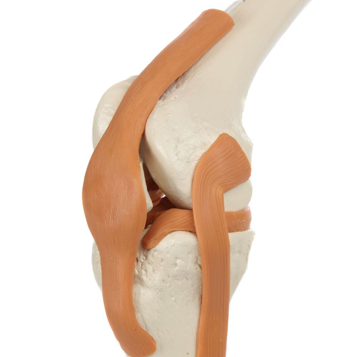 Rudiger Anatomie Functional Knee Joint with Ligaments - FE-12-4489