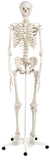 3B Scientific Anatomical Model - Stan the classic skeleton on roller stand - Includes 3B Smart Anatomy