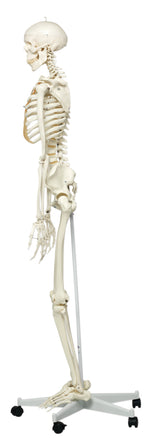 3B Scientific Anatomical Model - Stan the classic skeleton on roller stand - Includes 3B Smart Anatomy - FE-12-4500