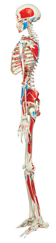 3B Scientific Anatomical Model - Max the muscle skeleton on roller stand - Includes 3B Smart Anatomy - FE-12-4501