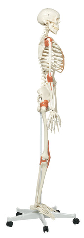 3B Scientific Anatomical Model - Leo the ligament skeleton on roller stand - Includes 3B Smart Anatomy - FE-12-4502