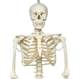 3B Scientific Anatomical Model - Phil the physiological skeleton on hanging roller stand - Includes 3B Smart Anatomy - FE-12-4504