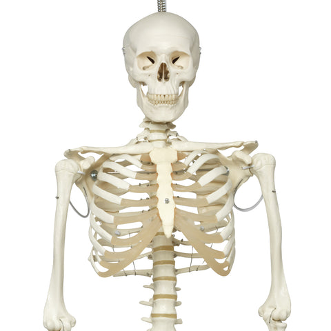 3B Scientific Anatomical Model - Phil the physiological skeleton on hanging roller stand - Includes 3B Smart Anatomy - FE-12-4504