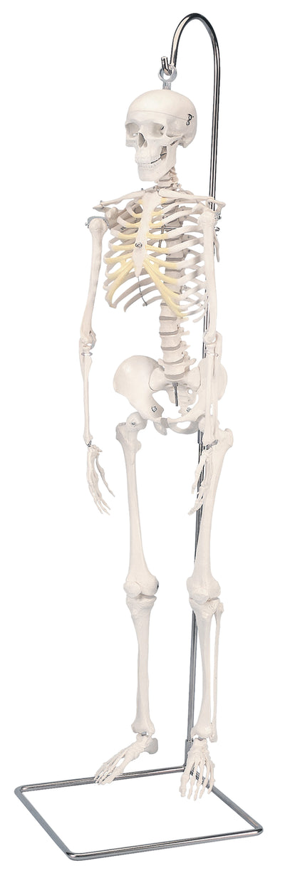 3B Scientific Anatomical Model - Shorty the mini skeleton on hanging stand - Includes 3B Smart Anatomy