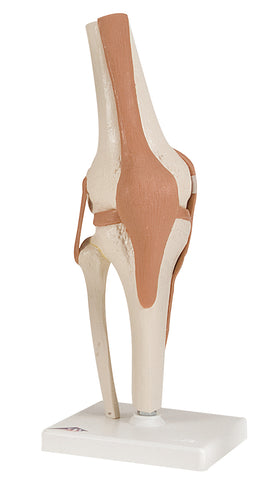 3B Scientific Anatomical Model - functional knee joint - Includes 3B Smart Anatomy - FE-12-4511