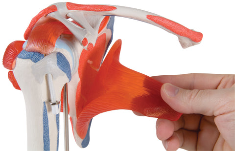 3B Scientific Anatomical Model - shoulder joint with rotator cuff - Includes 3B Smart Anatomy - FE-12-4525