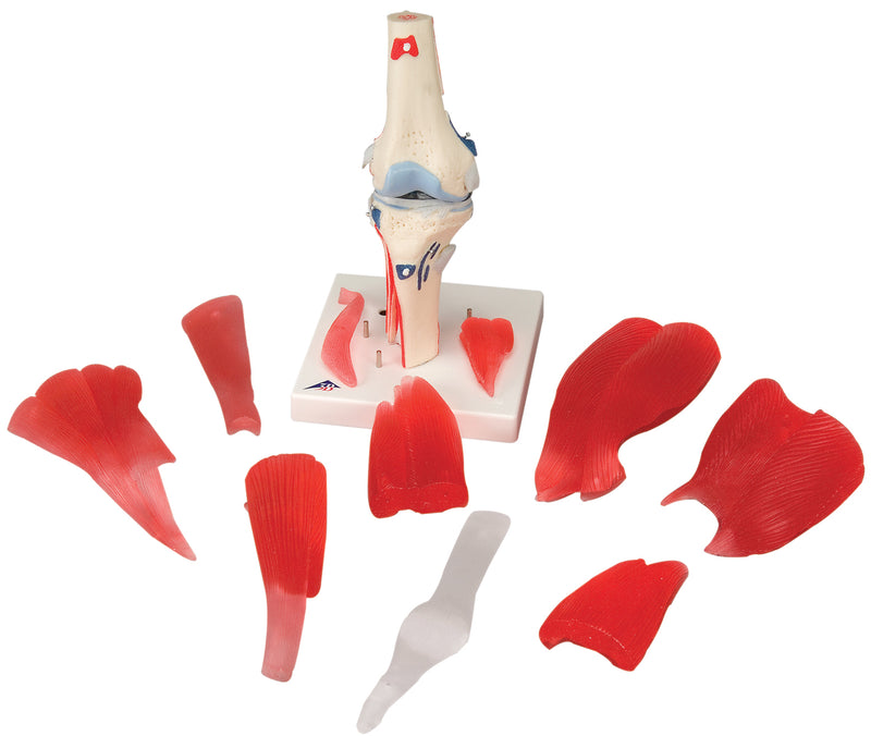 3B Scientific Anatomical Model - knee joint with removable muscles, 12-part - Includes 3B Smart Anatomy - FE-12-4527